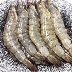 养殖对虾爆料怎么做的视频,视频揭秘高效养殖技巧 第1张 养殖对虾爆料怎么做的视频,视频揭秘高效养殖技巧 第1张